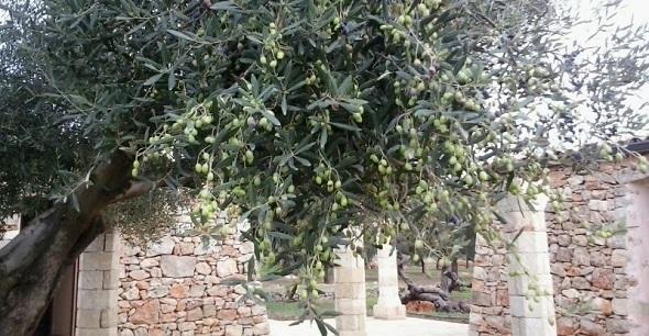 Tenuta Serre Farm stay